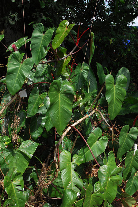 Philodendron erubescens