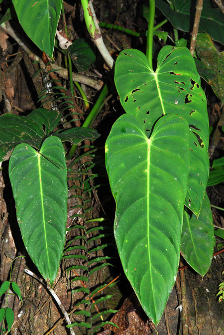 Philodendron esmeraldense