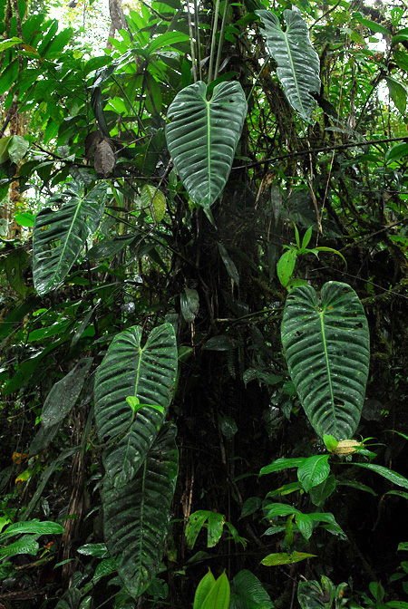 Philodendron esmeraldense