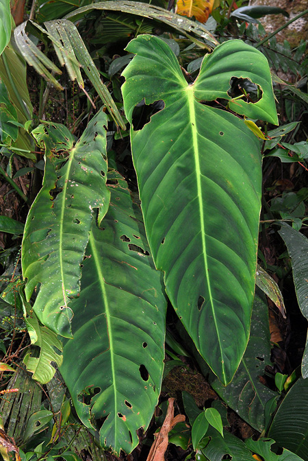 Philodendron esmeraldense