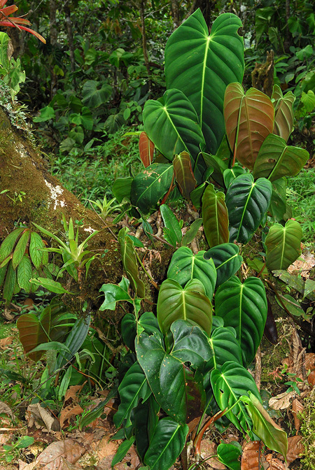 Philodendron esmeraldense