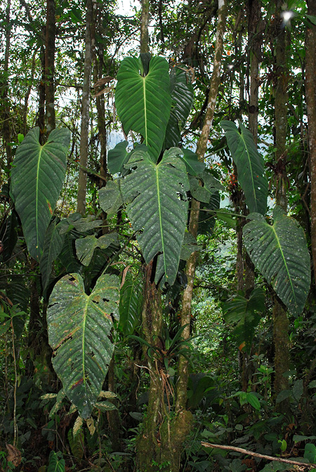 Philodendron esmeraldense