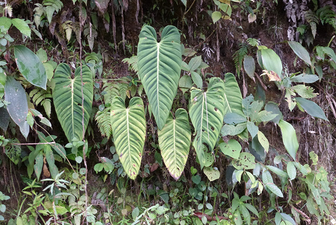 Philodendron esmeraldense