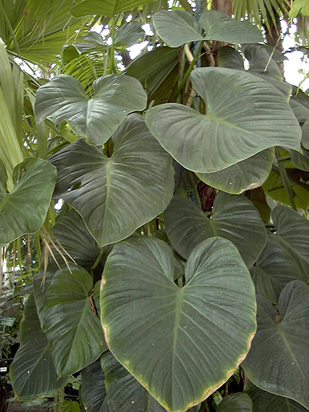 Philodendron eximium