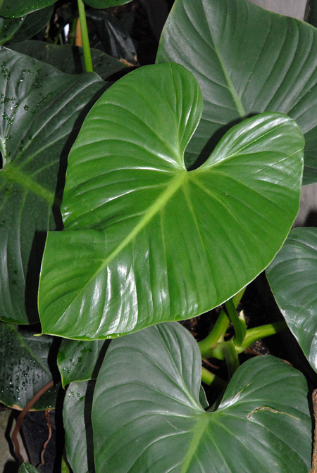 Philodendron eximium