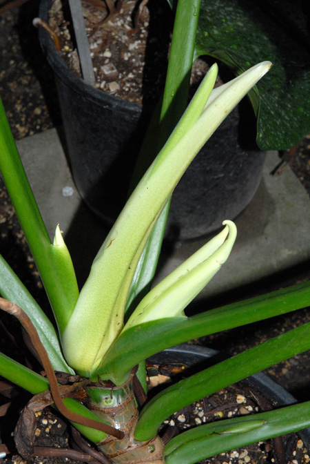 Philodendron eximium