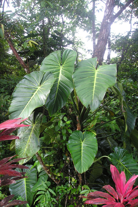 Philodendron ferrugineum