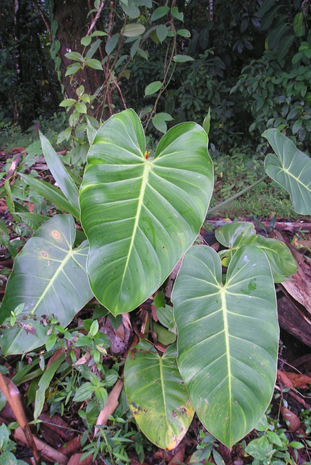 Philodendron ferrugineum