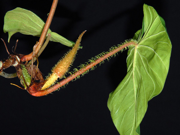Philodendron fibrosum
