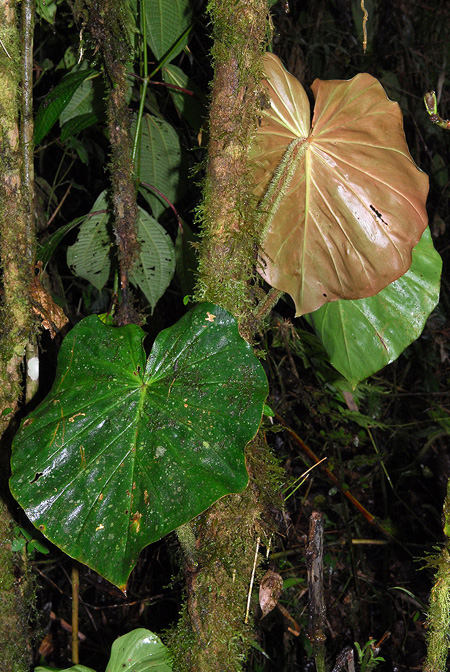 Philodendron fibrosum
