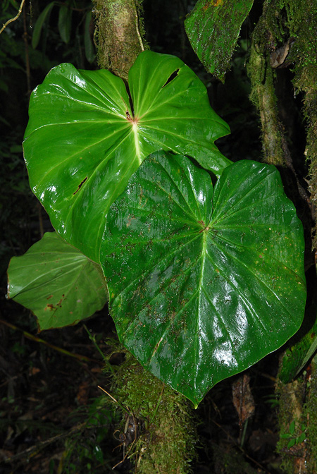 Philodendron fibrosum