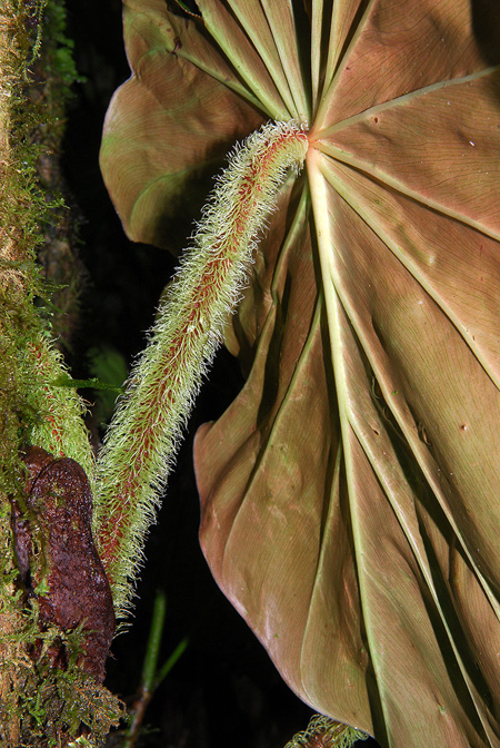 Philodendron fibrosum