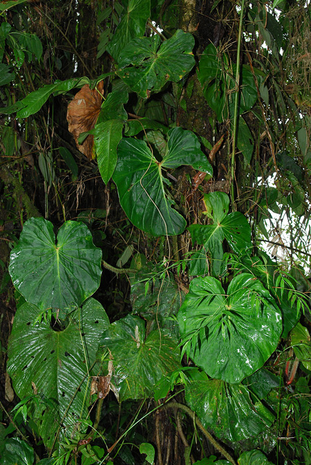 Philodendron fibrosum