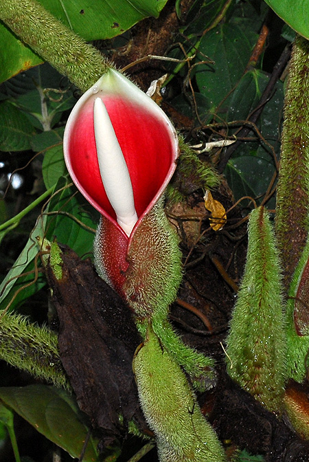 Philodendron fibrosum