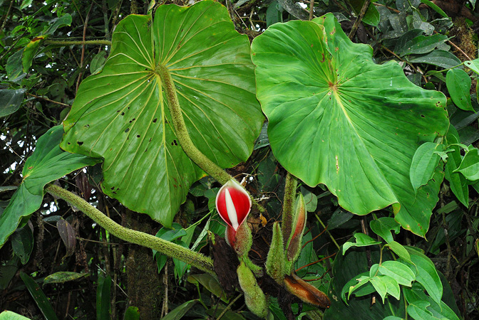 Philodendron fibrosum