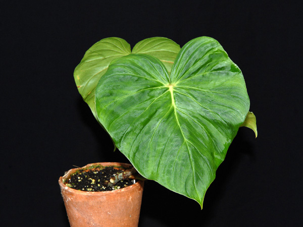 Philodendron fibrosum