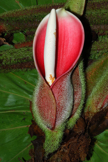 Philodendron fibrosum