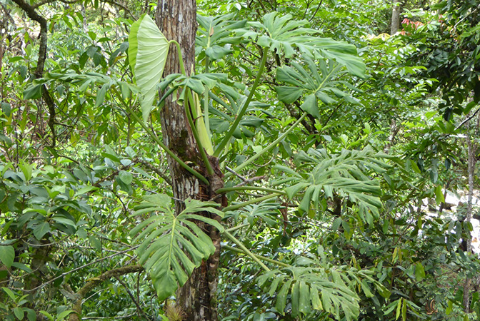 Philodendron findens