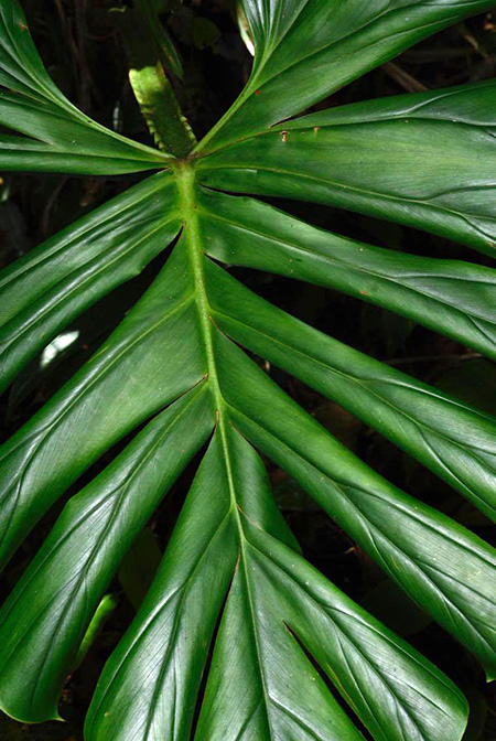 Philodendron findens