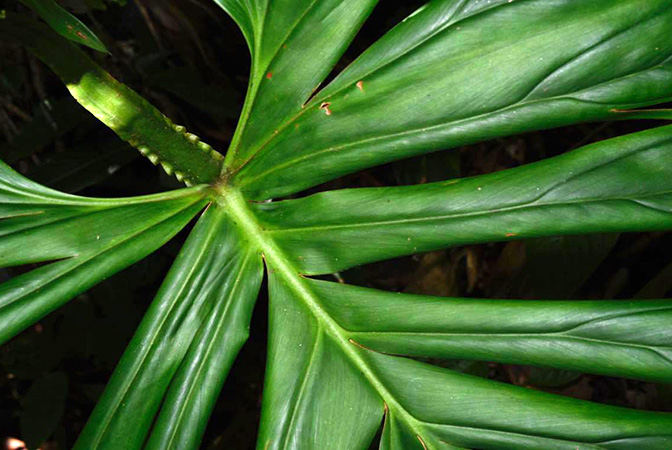 Philodendron findens