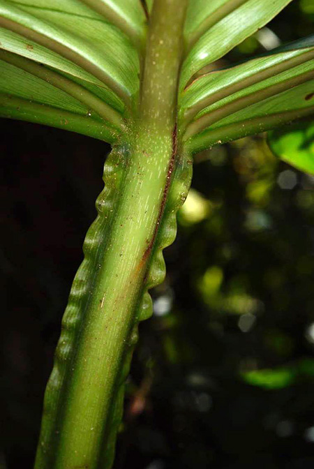 Philodendron findens