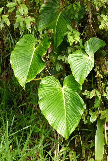 Philodendron fortunense