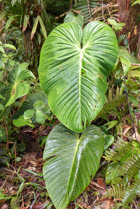 Philodendron fortunense