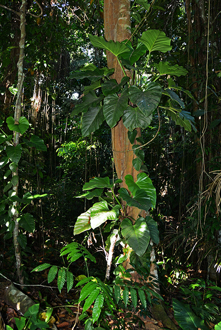 Philodendron fragrantissimum