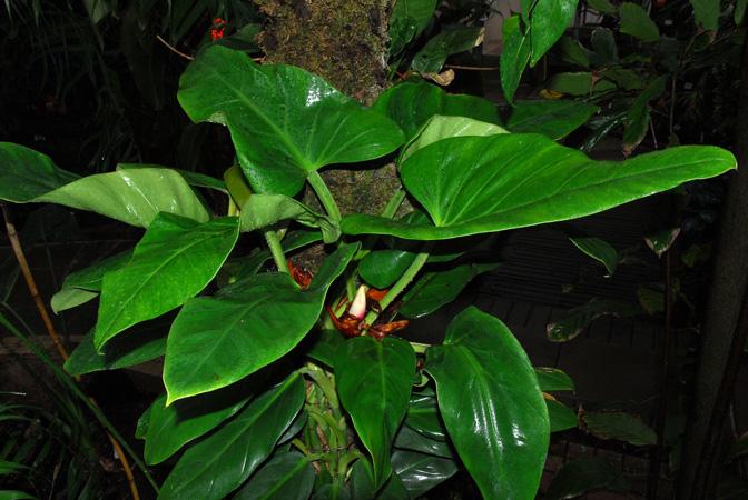 Philodendron fragrantissimum
