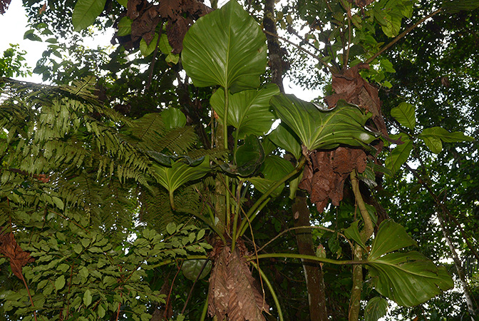 Philodendron fragrantissimum
