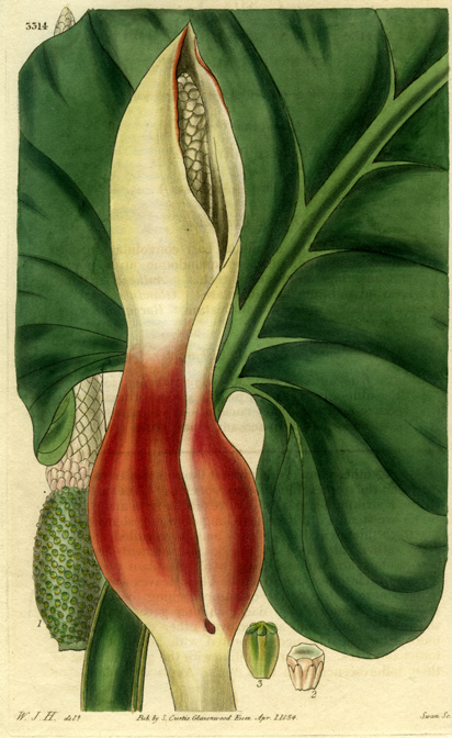 Philodendron fragrantissimum