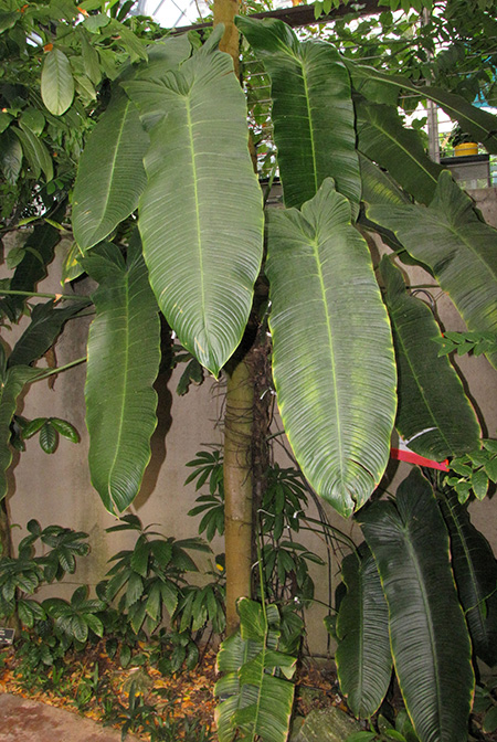 Philodendron gardeniodorum