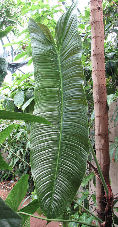 Philodendron gardeniodorum