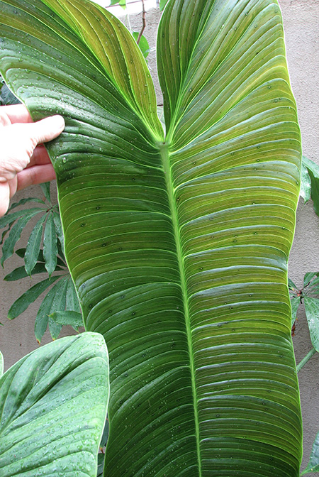 Philodendron gardeniodorum