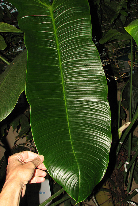 Philodendron gardeniodorum