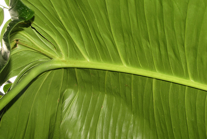 Philodendron gardeniodorum