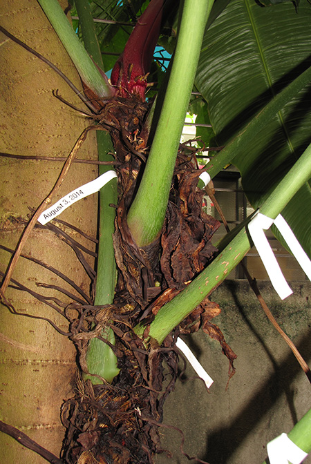 Philodendron gardeniodorum