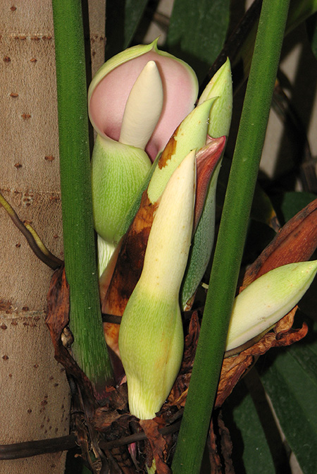 Philodendron gardeniodorum