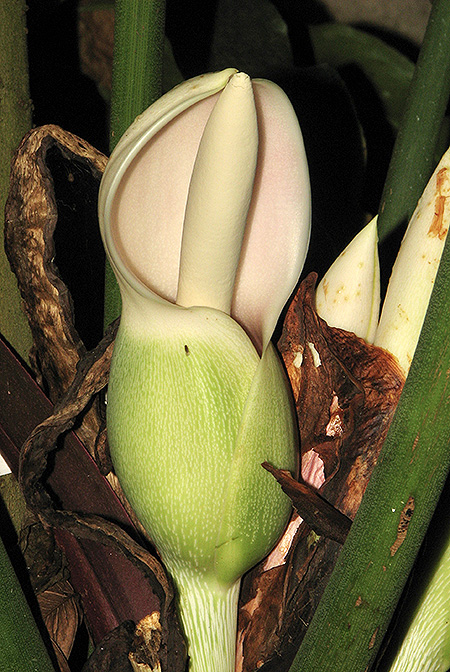 Philodendron gardeniodorum