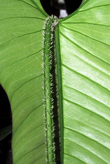 Philodendron genevieveanum