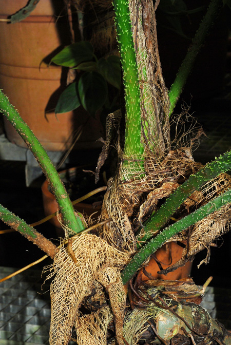 Philodendron genevieveanum