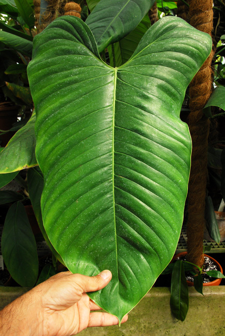 Philodendron genevieveanum