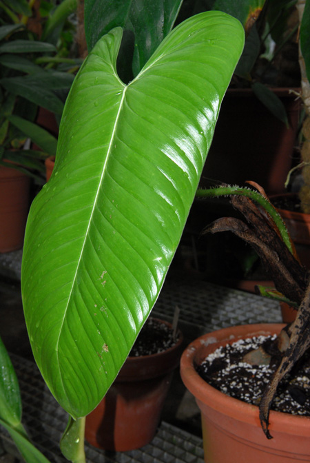 Philodendron genevieveanum