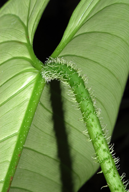 Philodendron genevieveanum