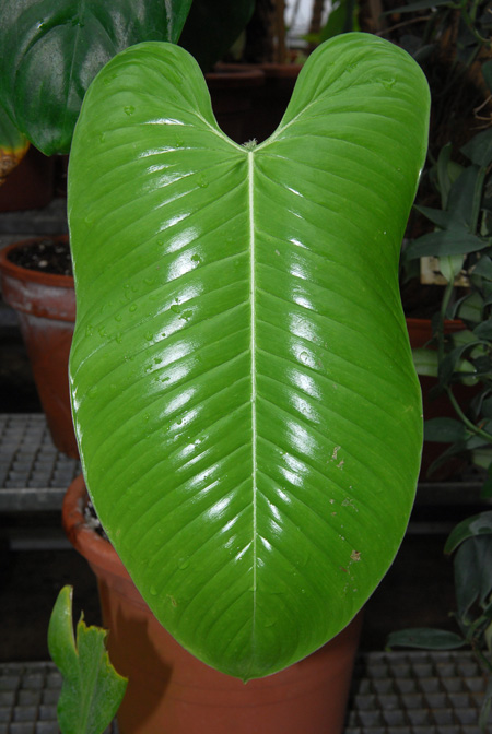 Philodendron genevieveanum