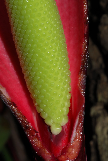 Philodendron geniculatum