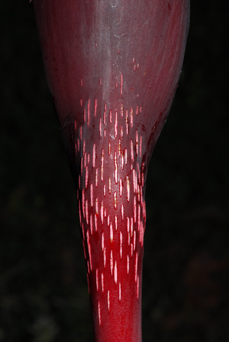Philodendron geniculatum