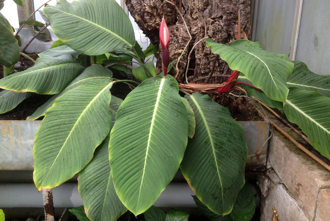 Philodendron geniculatum
