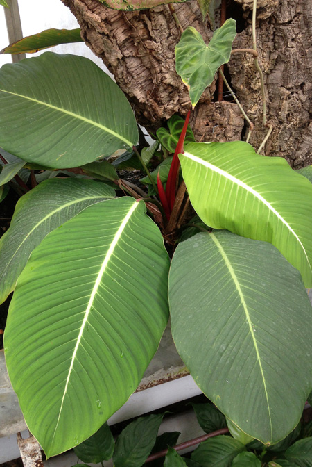 Philodendron geniculatum