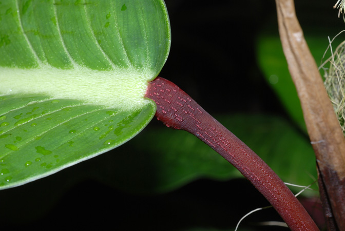 Philodendron geniculatum